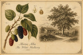 What Is Mulberry Silk?